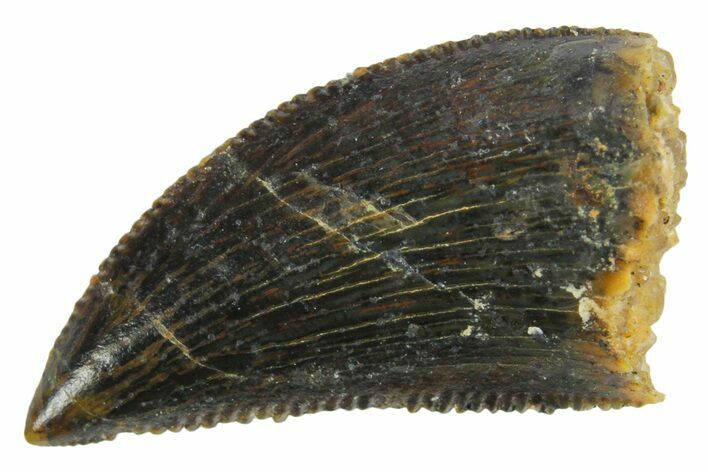 Serrated Raptor Tooth - Real Dinosaur Tooth #355558